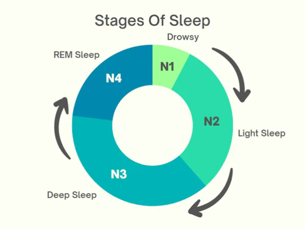 Explainable AI sleep stage classification from photoplethysmography signals